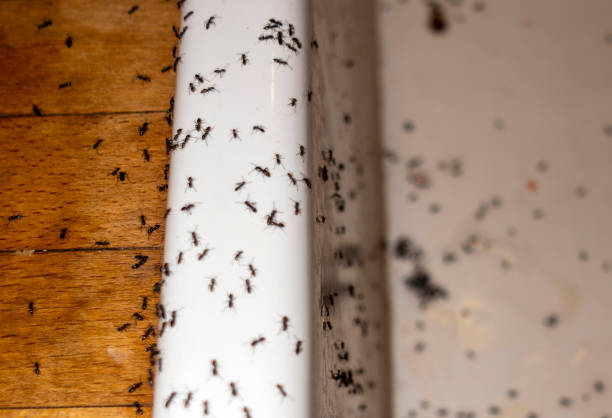 Best Termite Control Services  in Auburn, KY