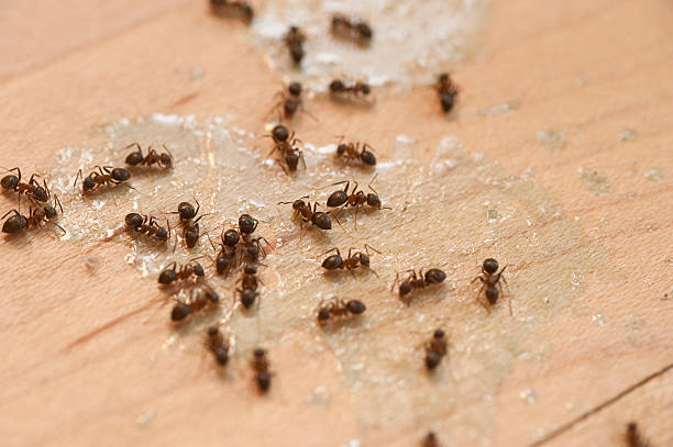 Best Pest Prevention Services  in Auburn, KY